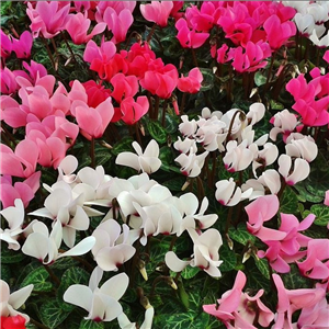 Cyclamen Indoor Or Late Bedding